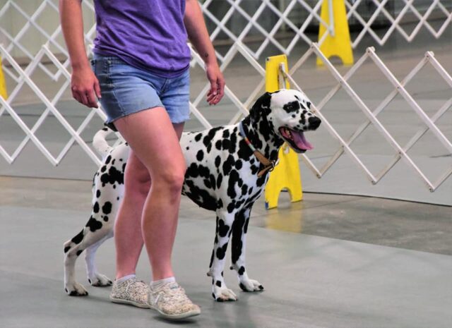 Service dog training