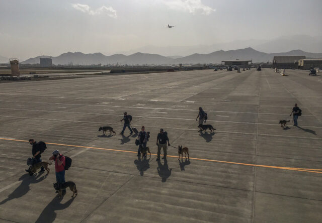 Service dogs boarding plane in Afghanistan