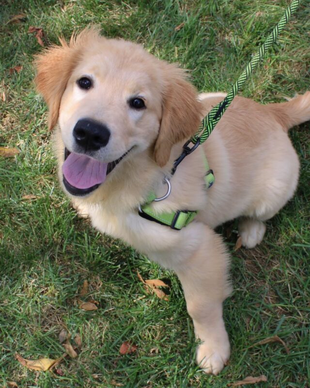 Service puppy in training