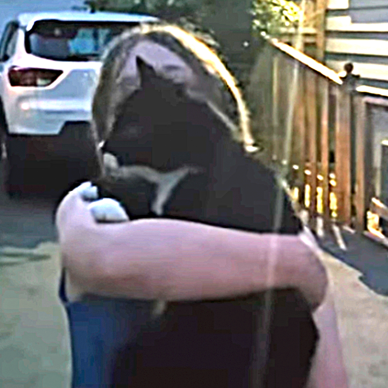 Mike Lalicich, Buddy and Mike's Pal, Niagara Falls, Ontario, German Shepherd, Shadow the three-legged cat, reunion, rescue, cat on security cam, cat comes to home for rescue, tripod cat reunited with family, Hazen 2