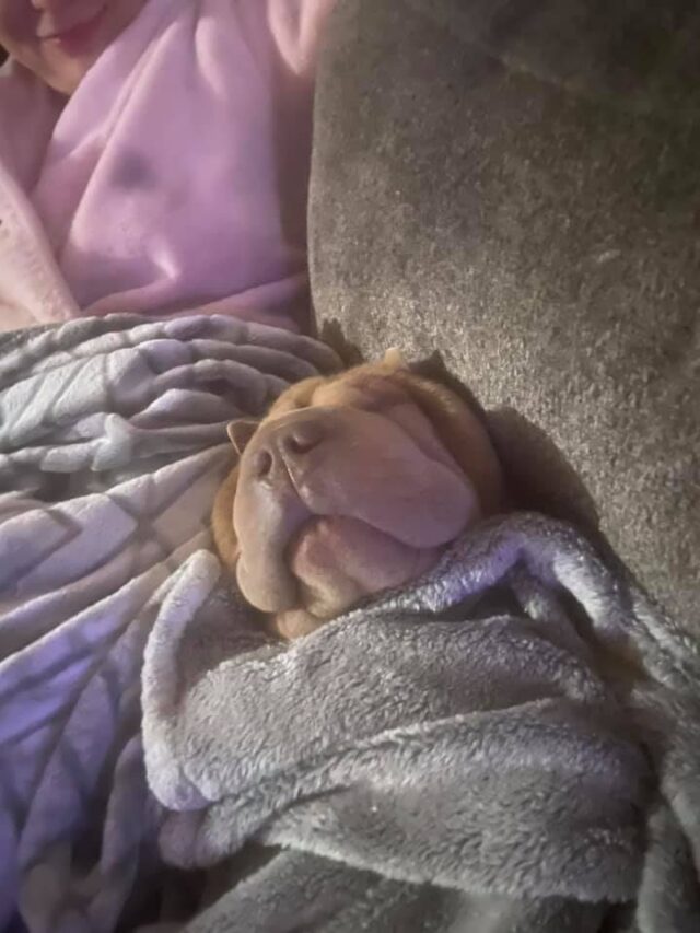 Shar Pei cuddling