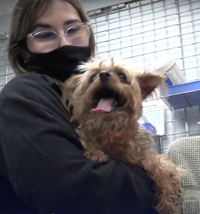 Shelter staff holding Yorkie