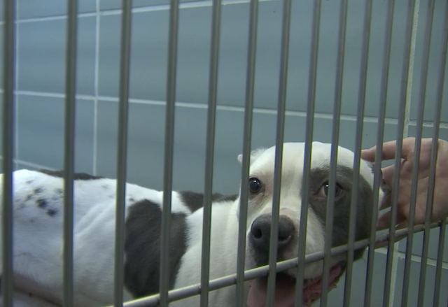 Shelter dog being pet