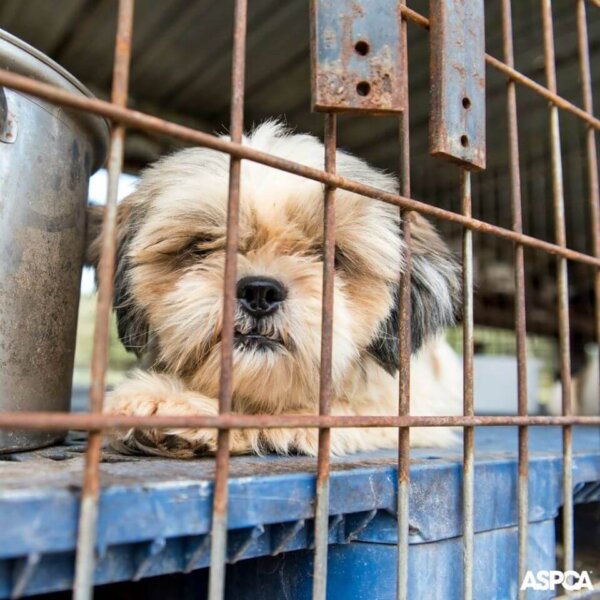 Shih Tzu in Puppy Mill