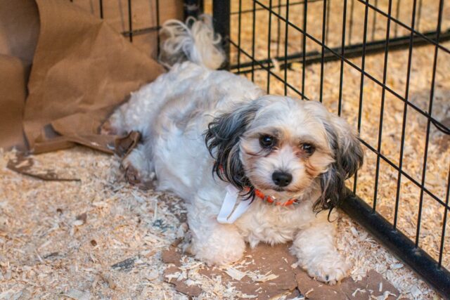 Shih Tzu puppy mill survivor