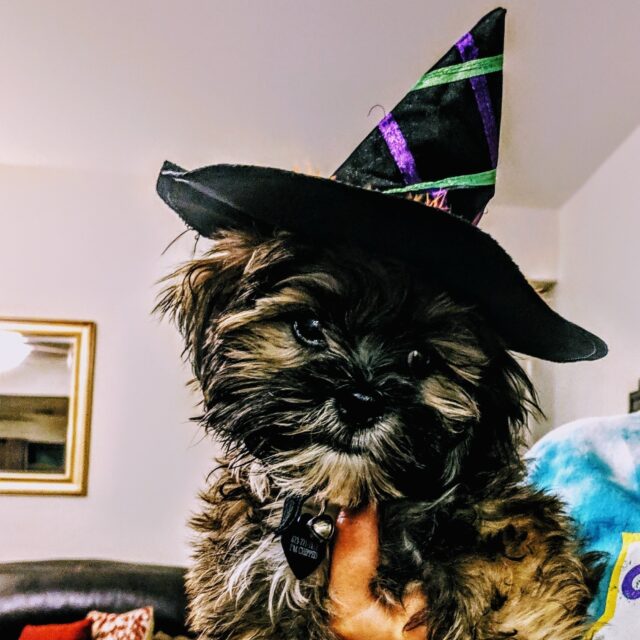 Shih Tzu wearing witch hat