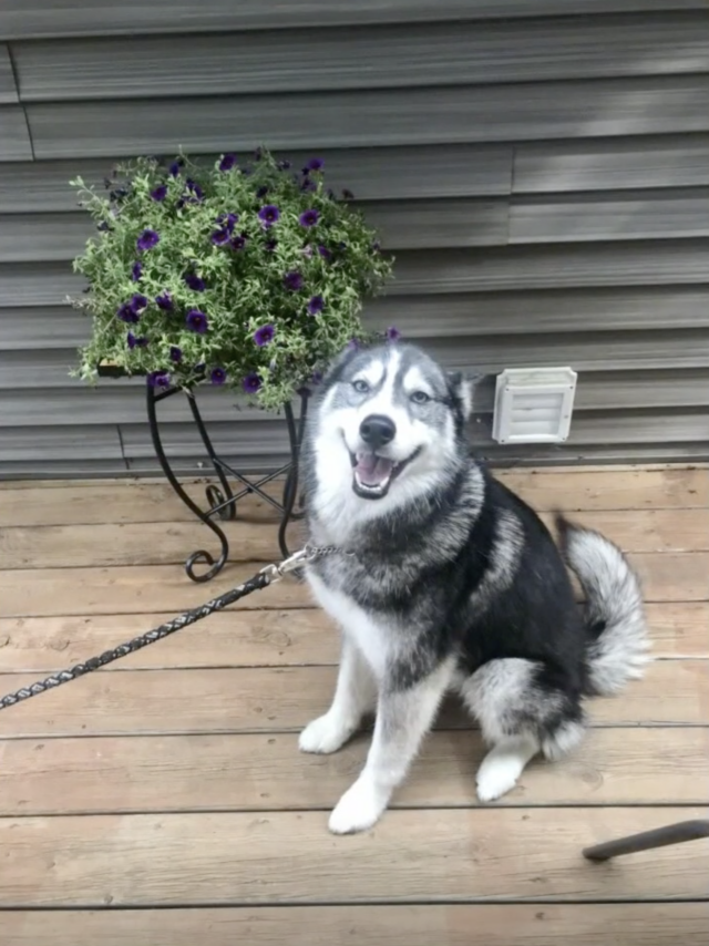 Siberian Husky outside