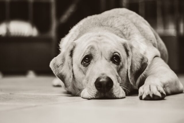 Sick Labrador Retriever