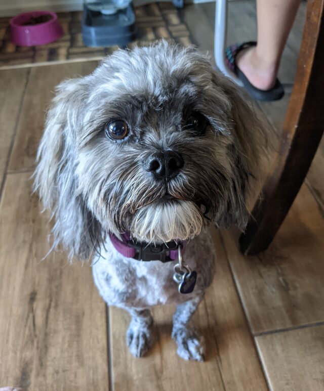 Sick Shih Tzu Lost