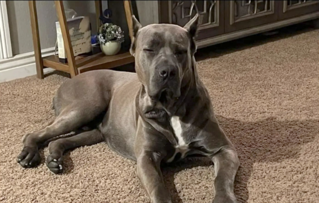 Sleepy Cane Corso