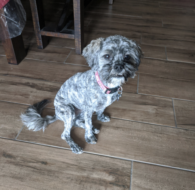 Small dog relaxing at home