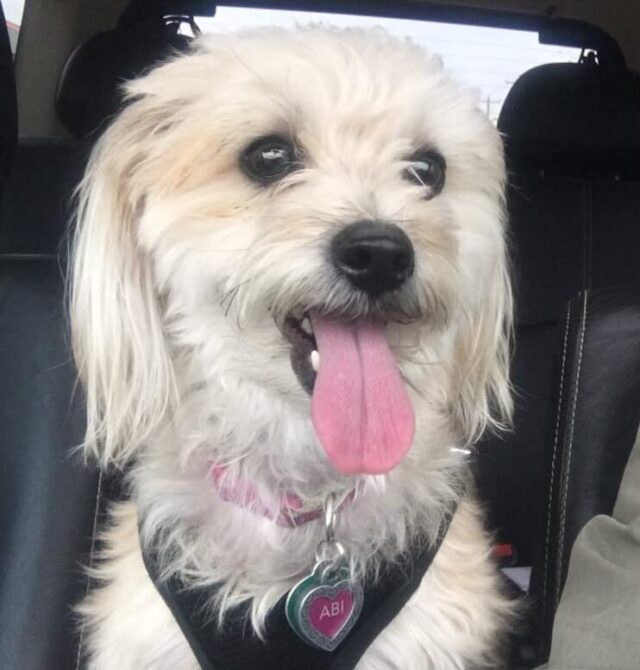 Small dog riding in car