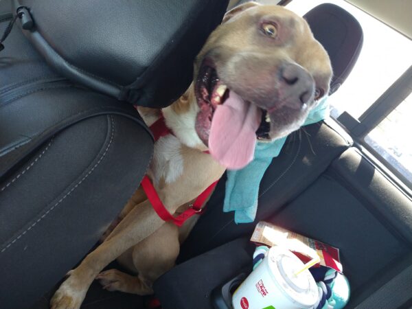 Pit Bull Car Ride