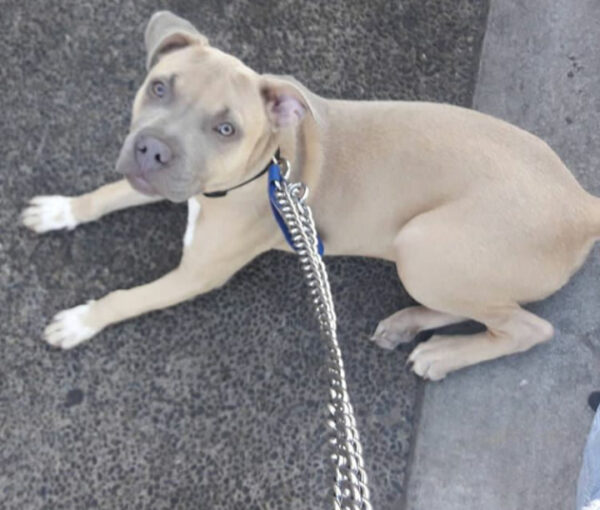 Pit Bull Laying on Pavement