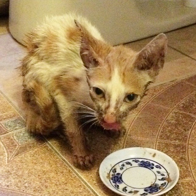 Smeagol-save-rescue-cat-1-min