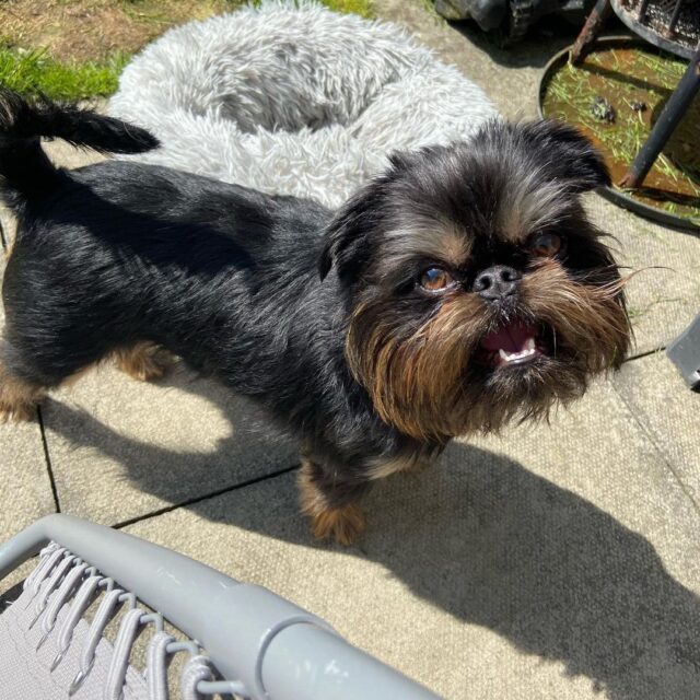 Smiling Brussels Griffon