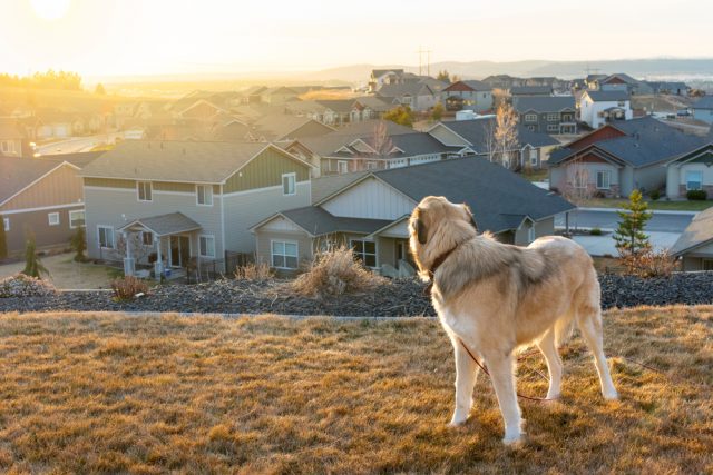 Dog Friendly Spokane