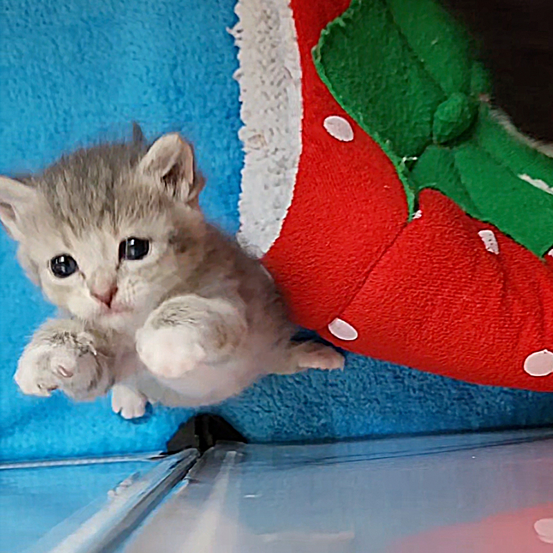 Matthew Lawrence and Jennifer Ngo, The Kitten Foster, Atlanta, Georgia, Sponge, Bob, Square, Pants the Kittens, SpongeBob SquarePants, rescued kittens, bottle babies, neonates, Under the Sea, Patrick, Pineapple Under the Sea, weaning kittens, Pants leaping