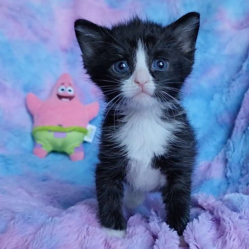 Matthew Lawrence and Jennifer Ngo, The Kitten Foster, Atlanta, Georgia, Sponge, Bob, Square, Pants the Kittens, rescued kittens, bottle babies, neonates, Bob looking ridiculously cute