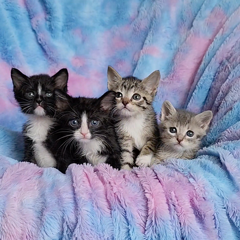 Matthew Lawrence and Jennifer Ngo, The Kitten Foster, Atlanta, Georgia, Sponge, Bob, Square, Pants the Kittens, rescued kittens, bottle babies, neonates, together shot