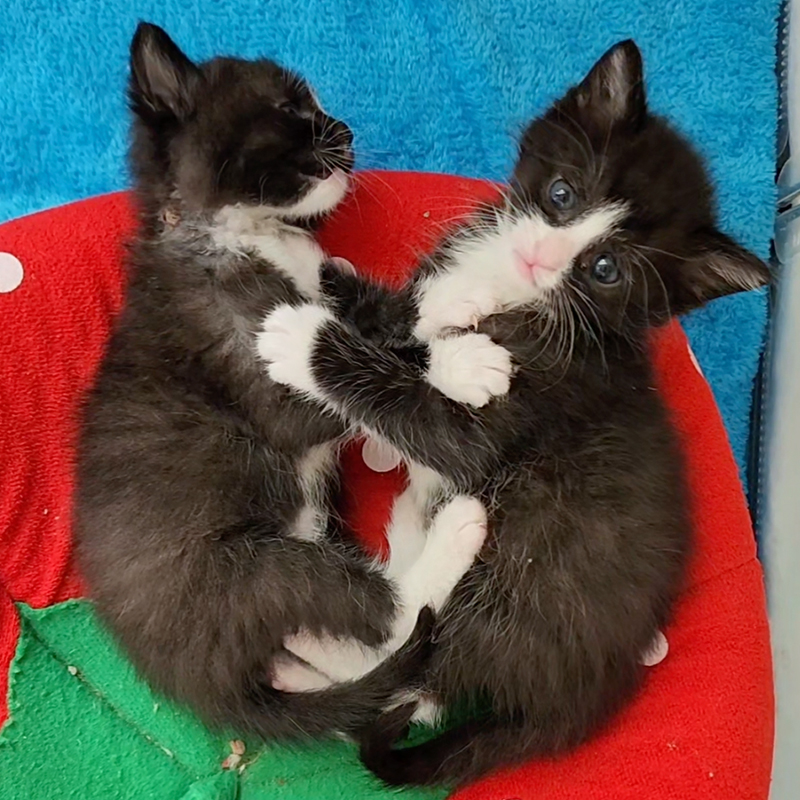 Matthew Lawrence and Jennifer Ngo, The Kitten Foster, Atlanta, Georgia, Sponge, Bob, Square, Pants the Kittens, rescued kittens, bottle babies, neonates, Bob and Sponge