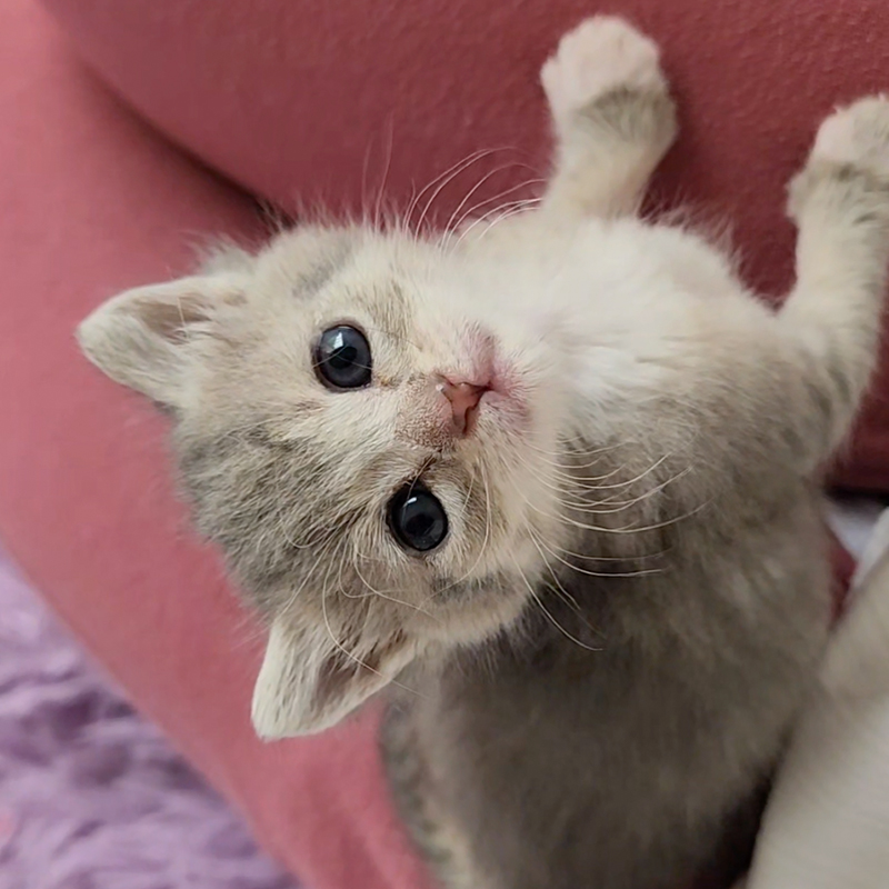 Matthew Lawrence and Jennifer Ngo, The Kitten Foster, Atlanta, Georgia, Sponge, Bob, Square, Pants the Kittens, rescued kittens, bottle babies, neonates, Pants on a pink background