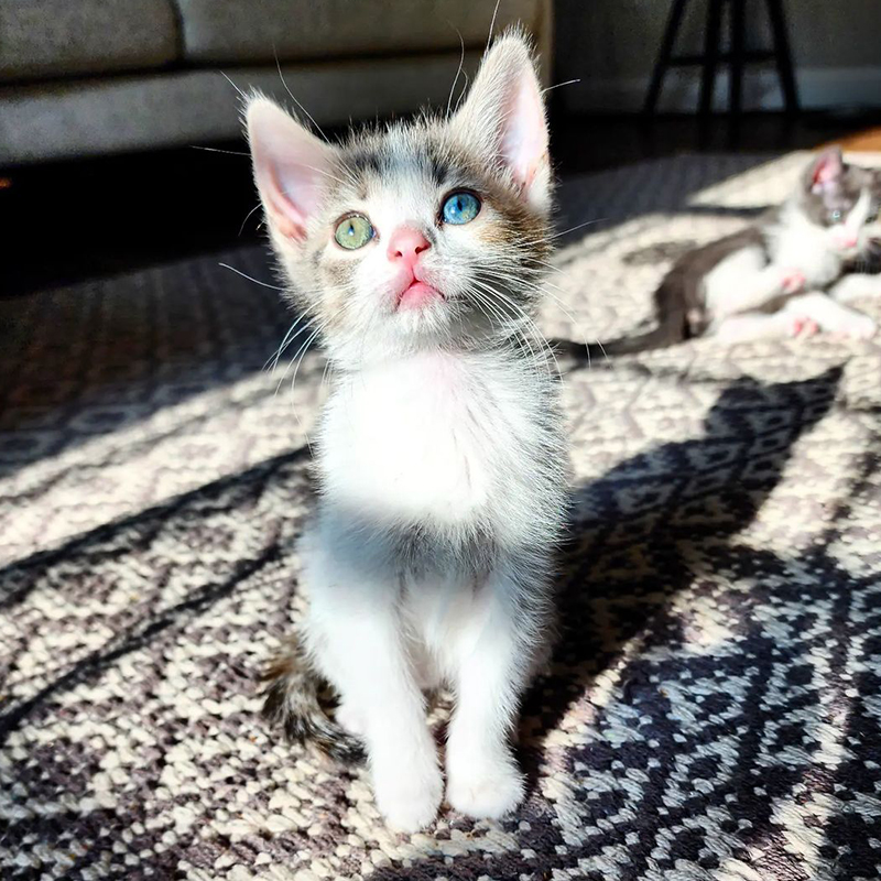 Abdul's Cats, Abdul Williams, Spring, kitten with heterochromia, different colored eyes, The Four Seasons kittens, 2