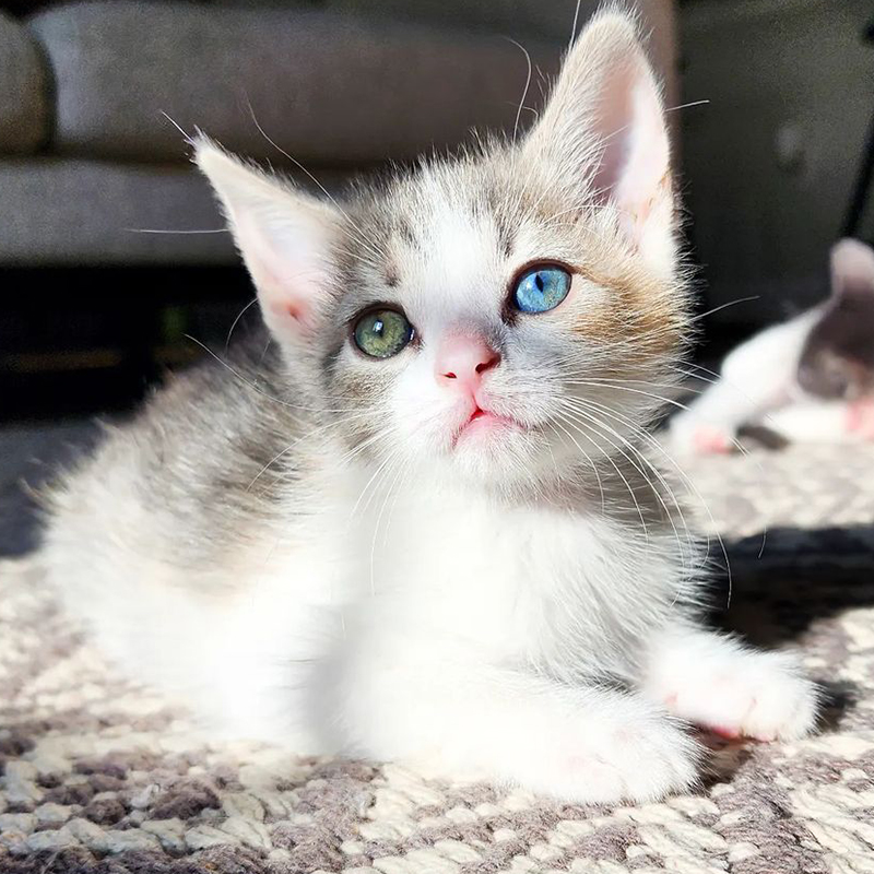 Abdul's Cats, Abdul Williams, Spring, kitten with heterochromia, different colored eyes, The Four Seasons kittens, 3