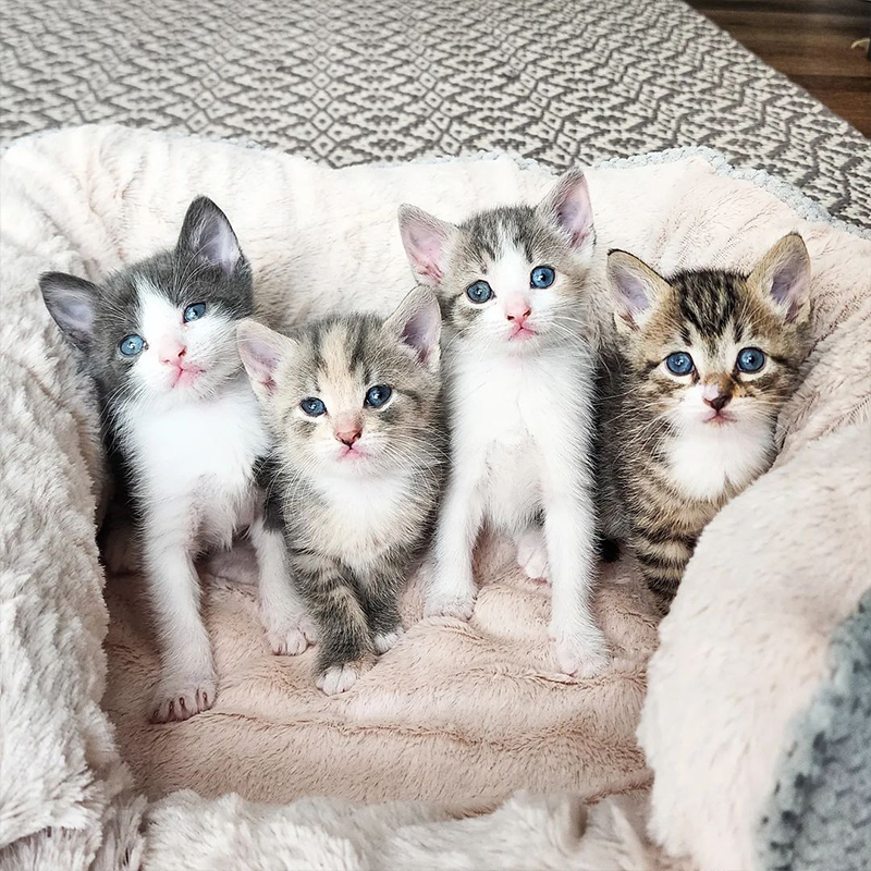 Abdul's Cats, Abdul Williams, Spring, kitten with heterochromia, different colored eyes, The Four Seasons kittens, 5