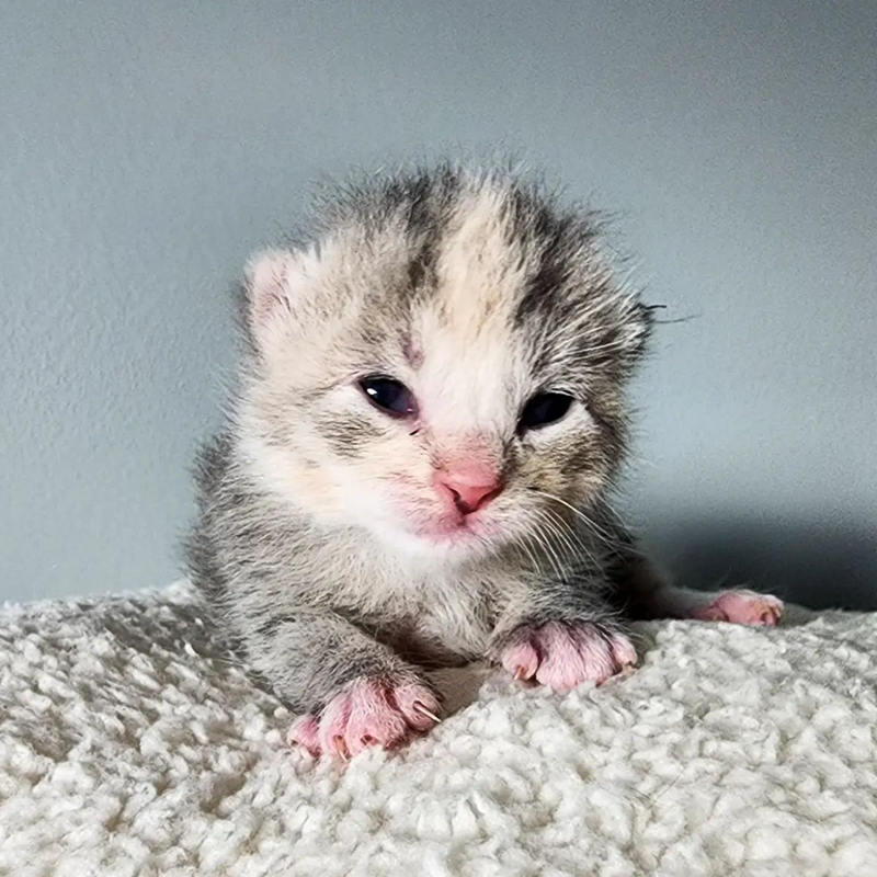 Spring the kitten at about a week old at Abdul's Cats