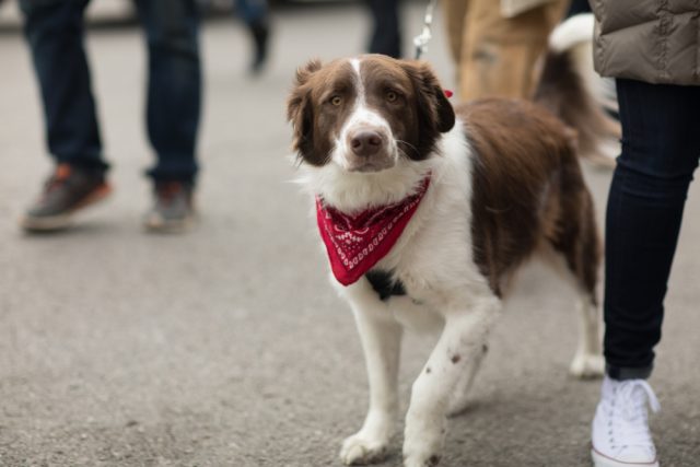 Dog Friendly St. Louis