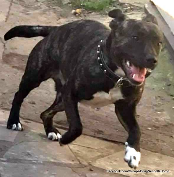 Staffordshire Bull Terrier running