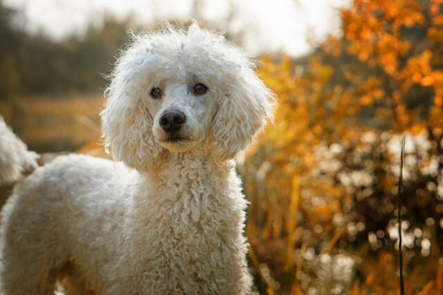 Standard Poodle outside