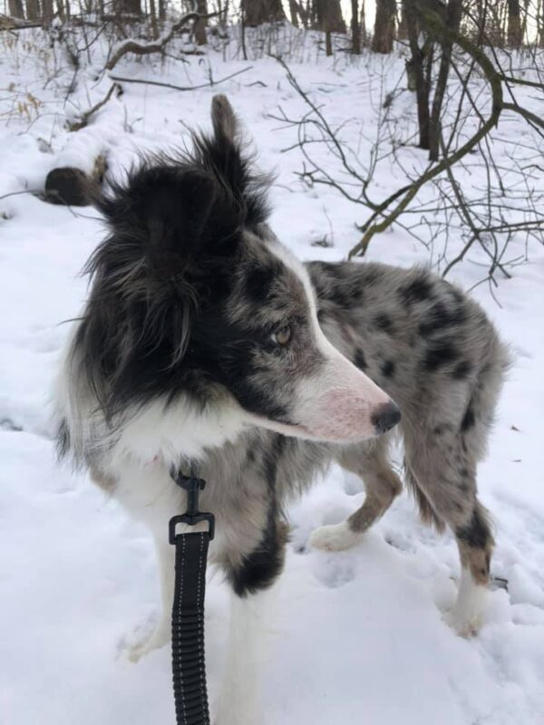 Stolen Border Collie Puppy