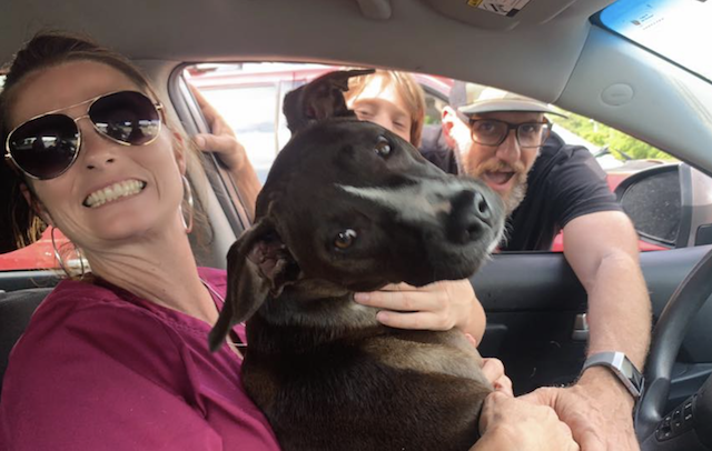 Stolen Pit Bull returns home