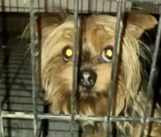 Stolen Yorkie in cage