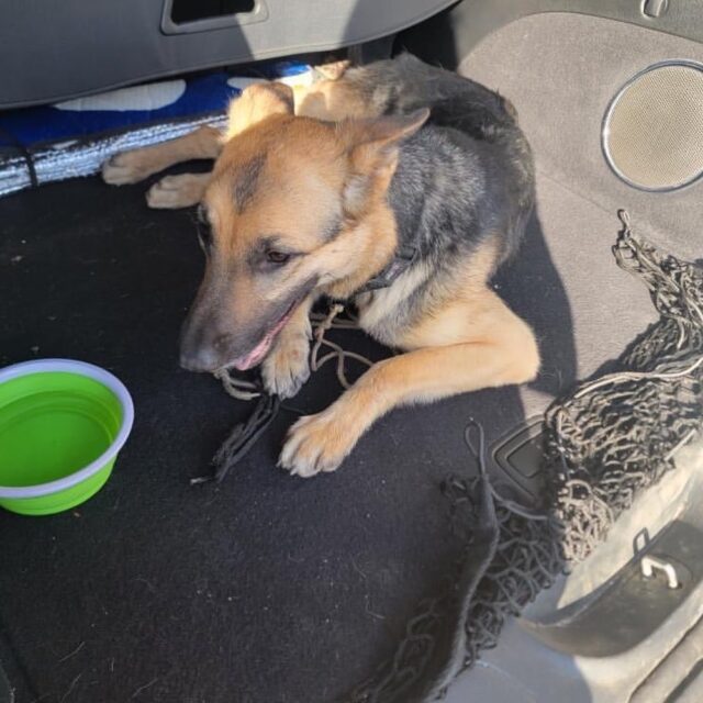 Stolen dog found on freeway