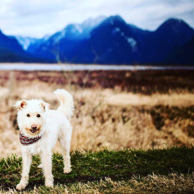 Dog in field