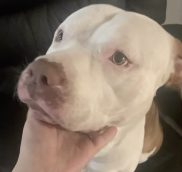 Sweet Pit Bull face