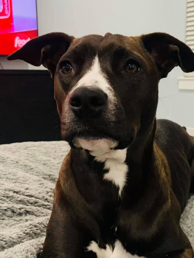 Sweet Pit Bull stolen