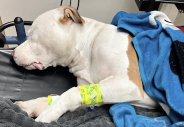 Teen's Pit Bull shot