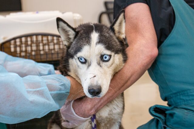 Terrified Husky from Puppy Mill