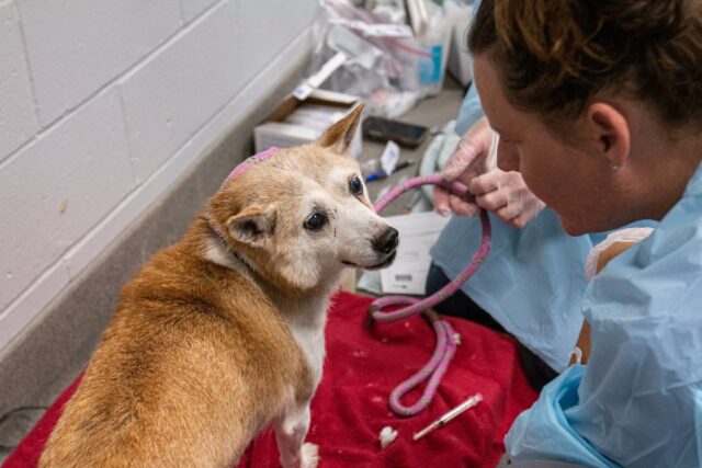 Terrified Shiba Inu Rescue