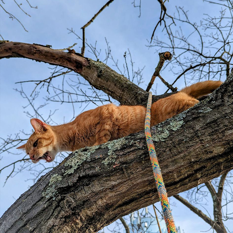 Steven Murrow, Tesla Tree Service, rescuing cats from trees, tree climber, Arborist, Southern New Jersey, Philadelphia, saving cats from treetops, cat stuck in a tree, Drew Barrymore, Clementine 2