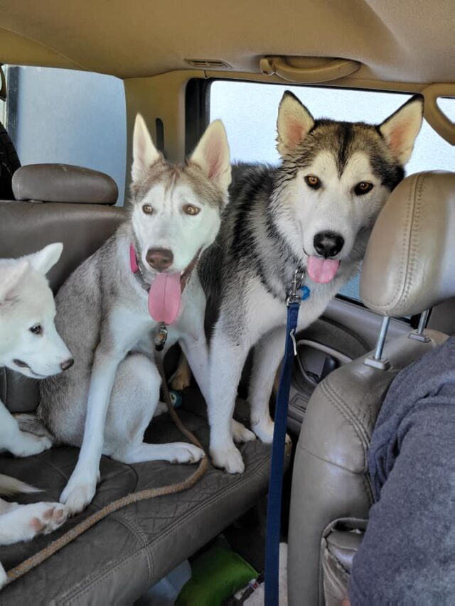 Three Husky Siblings