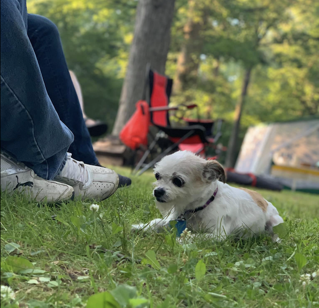 Tiny Chihuahua mix outside