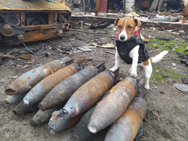 Tiny Dog Finds Explosives