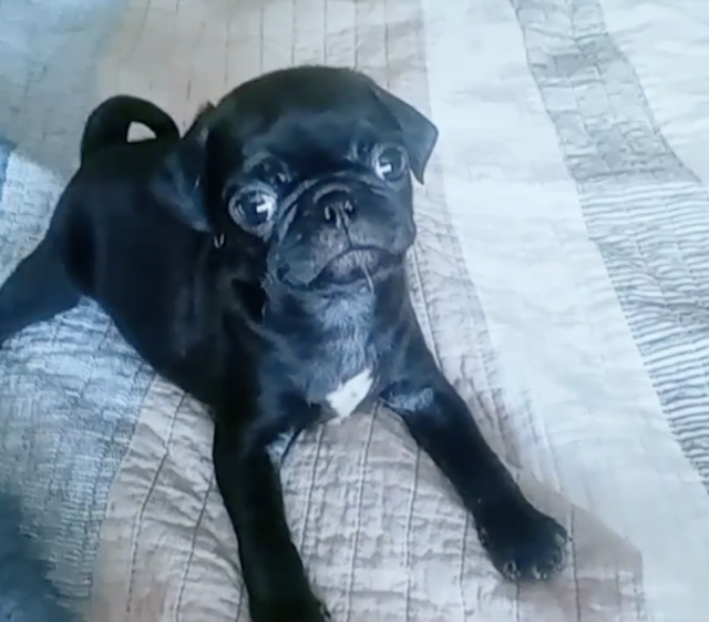 Tiny Pug Puppy