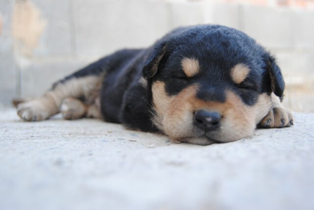 Tiny puppy sleeping