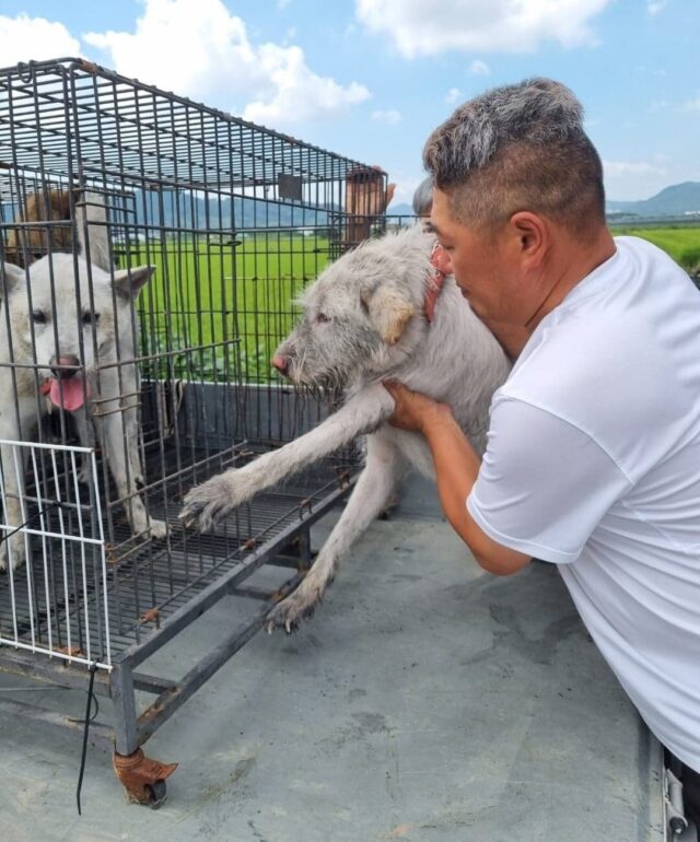 Transporting dogs after fire